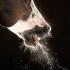 Exposure to Equine Influenza is a Reality for Every Horse
